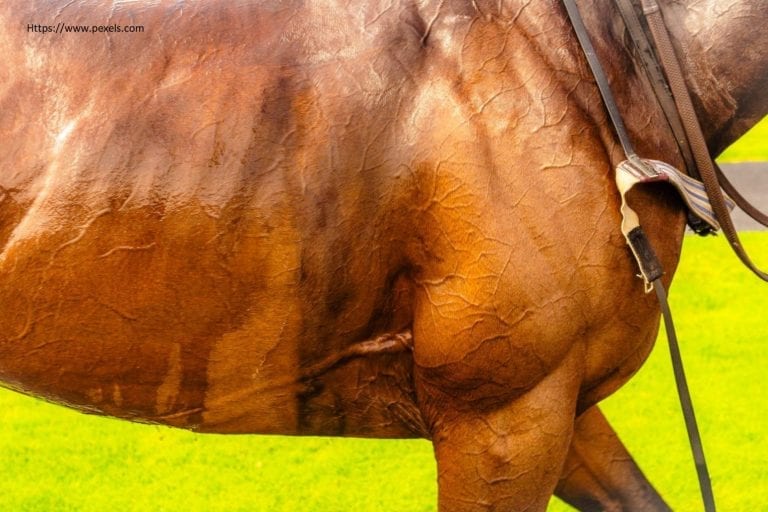 The Legend of The Turf – Dubawi