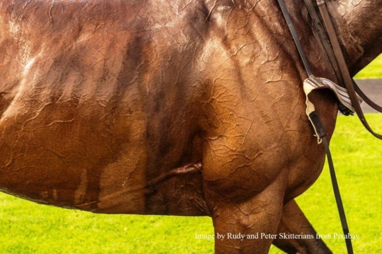Flat Stallions & Trainer Micro Angles